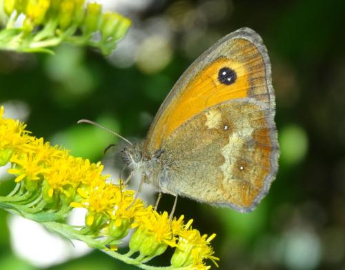 Réf. 187 387 : Pyronia tithonus